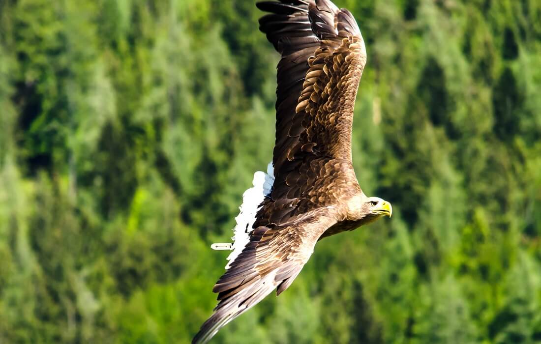 White-tailed Eagle, symbol of Kopacki rit